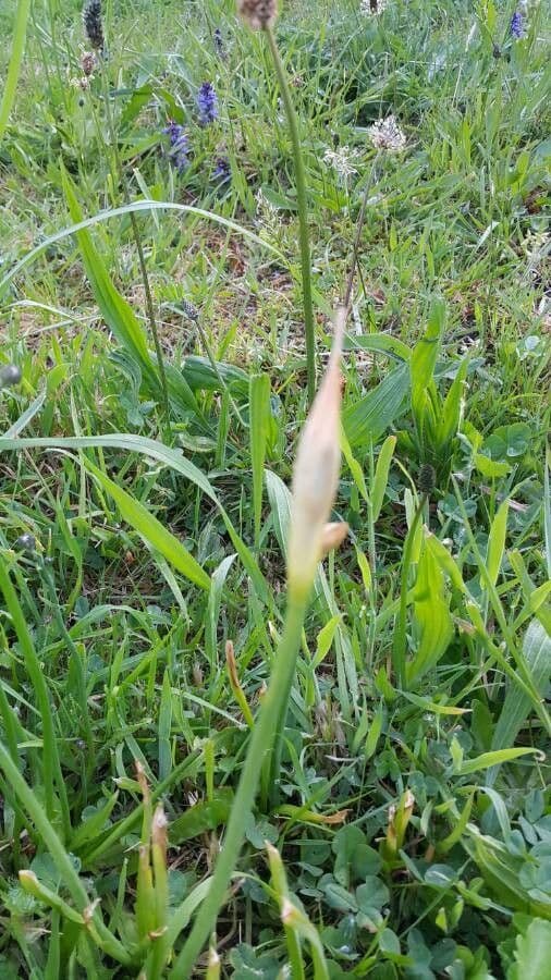 Sumpf-Schwertlilie 22