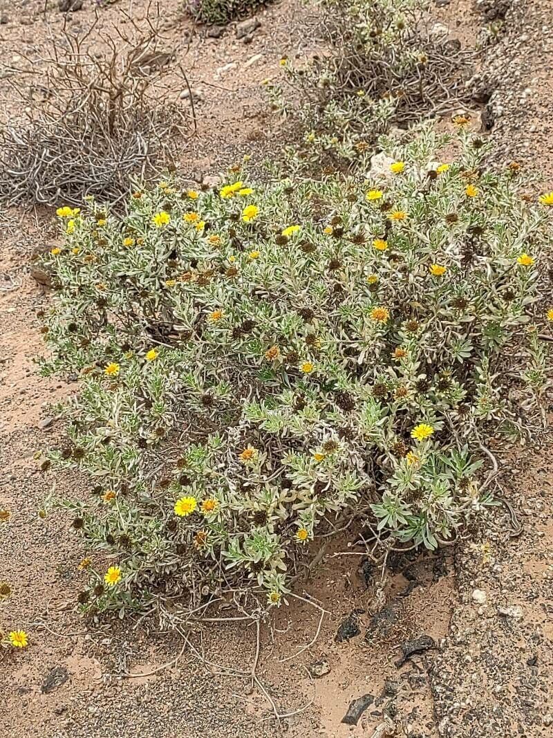 Asteriscus 6