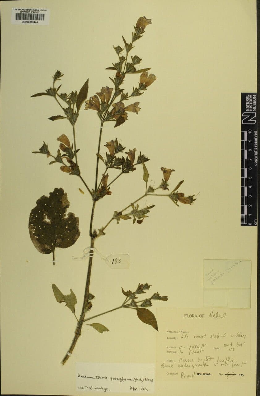 Strobilanthes 16