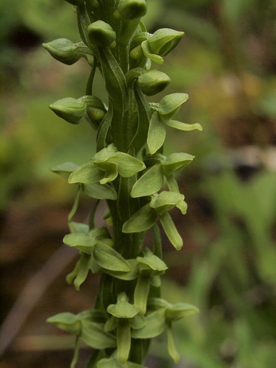 Platanthera stricta 3