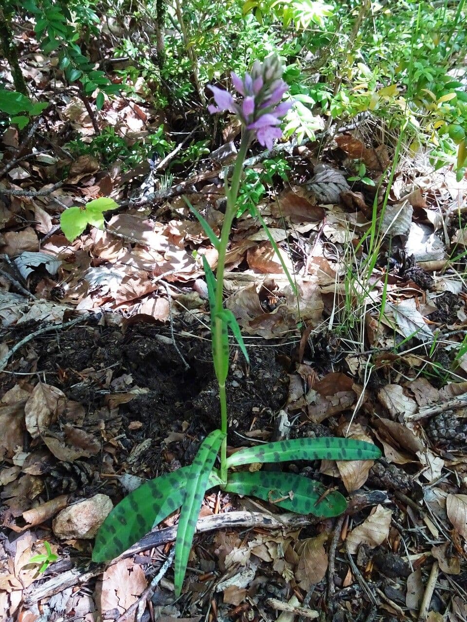 Orchidea di Fuchs 15