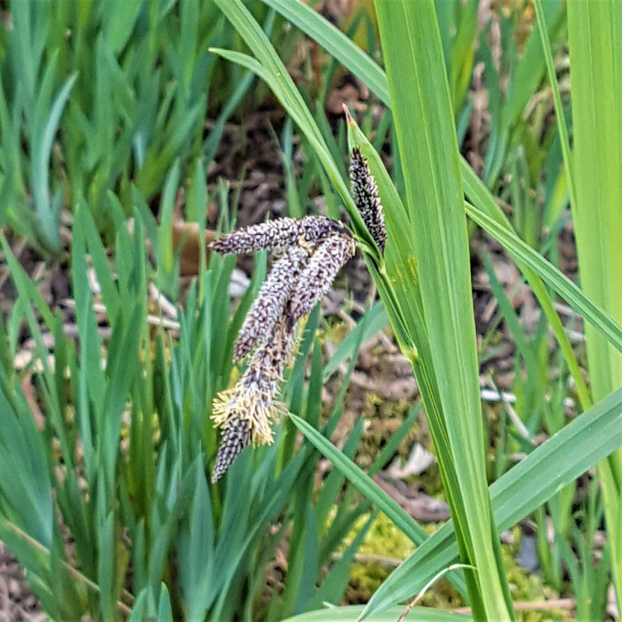 Kosmatka Mertensa 5