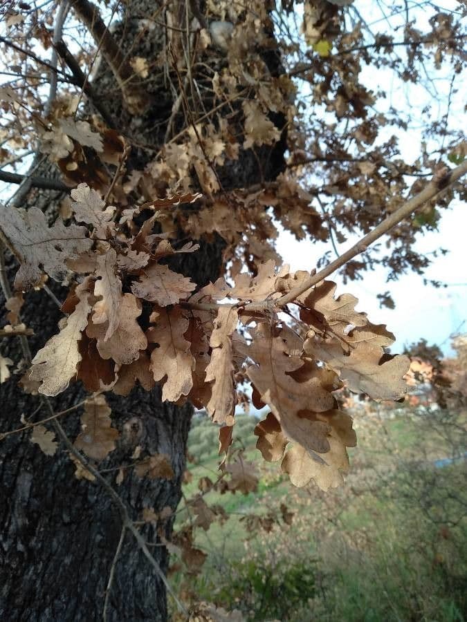 Quercia lusitanica 12