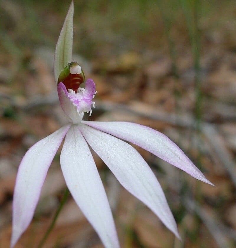 Caladenia 2