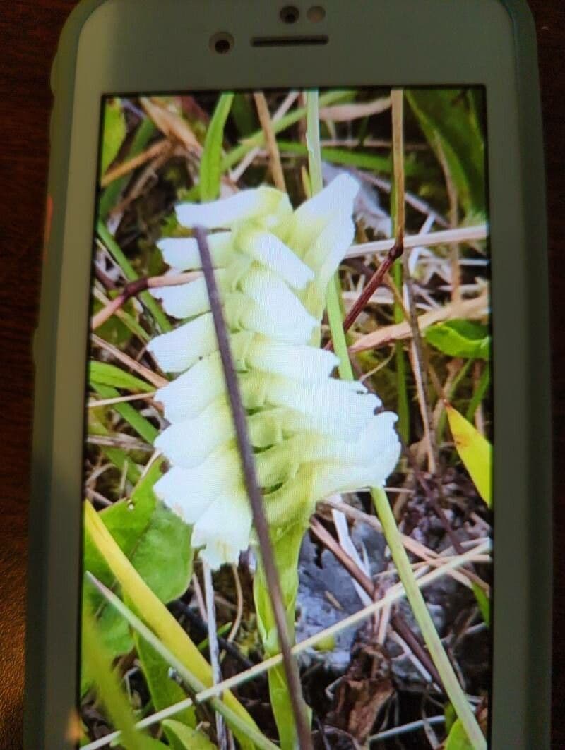 Spiranto di Różana 4