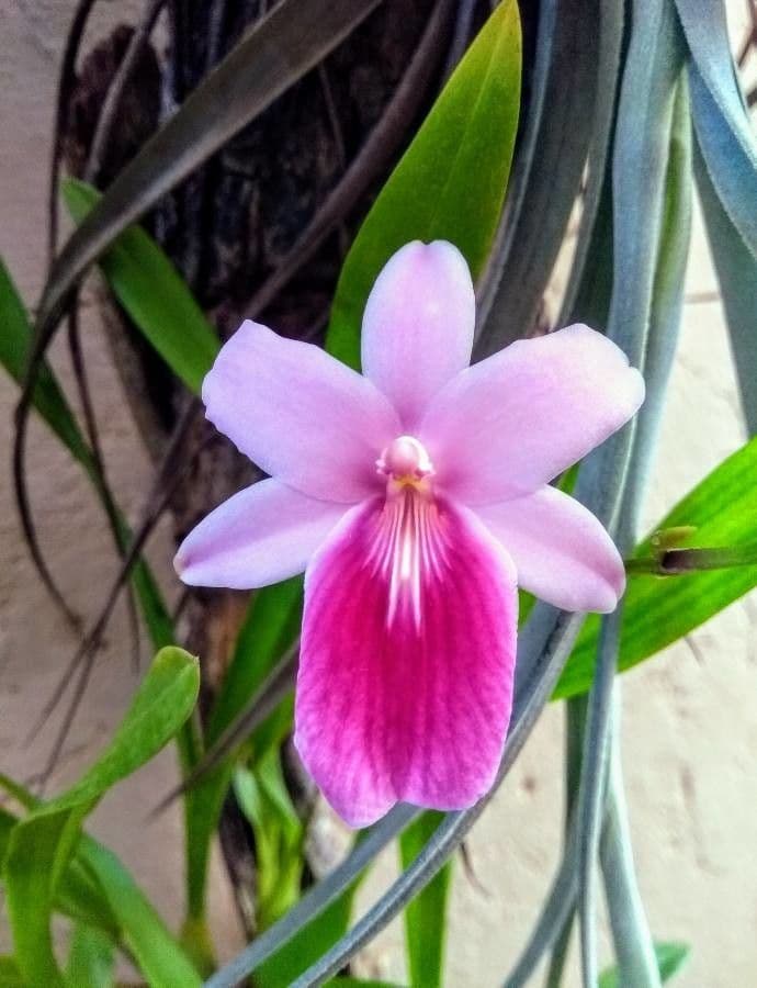 Orchidea