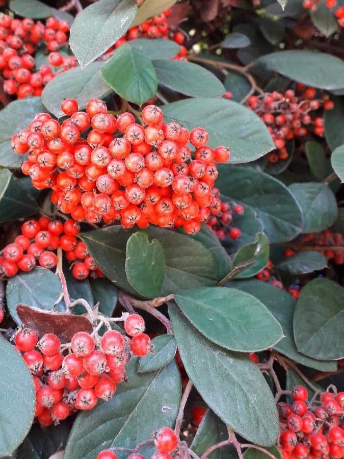 Cotoneaster 2