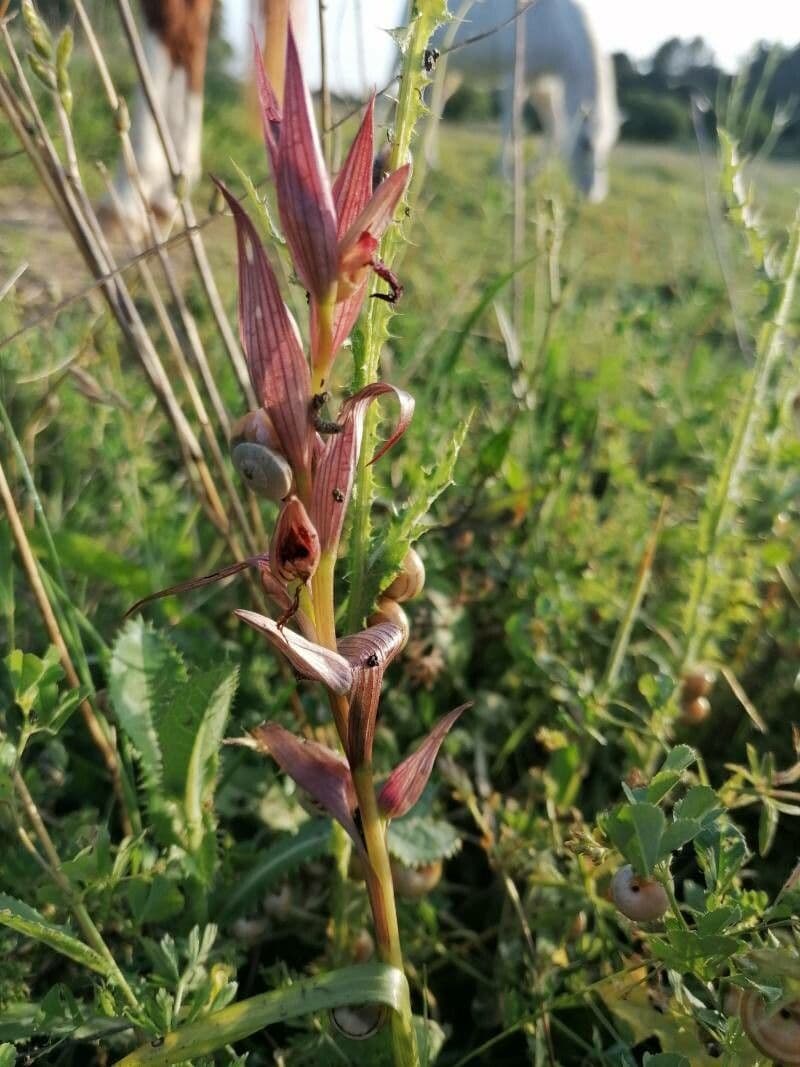 Serapias parviflora 17