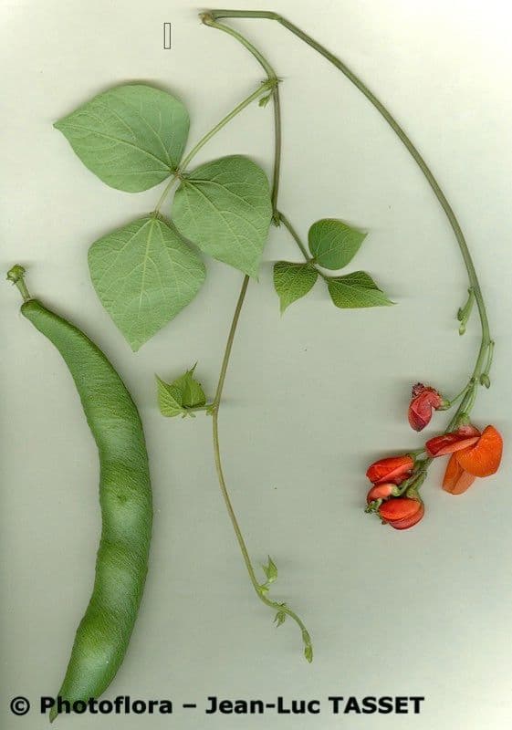 Runner bean 28