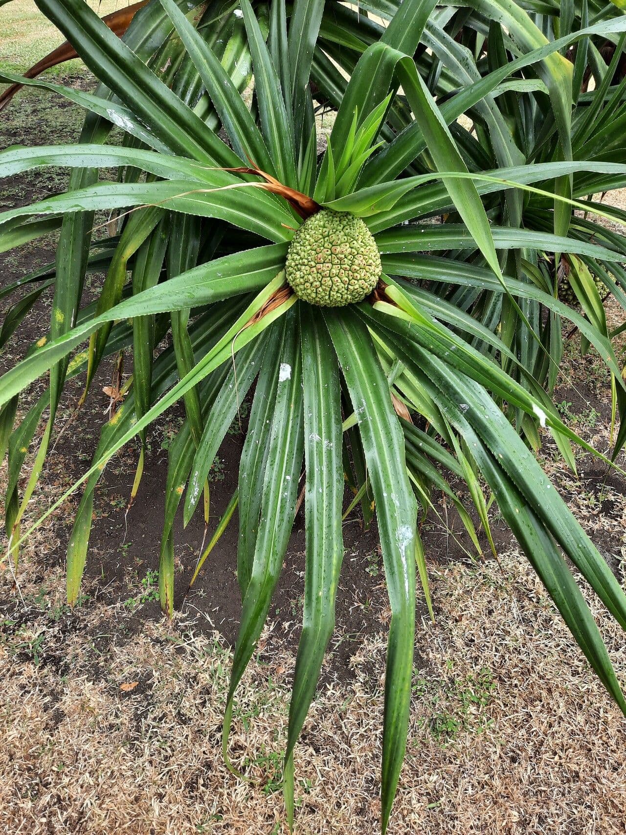 Pandanus tectorius 26