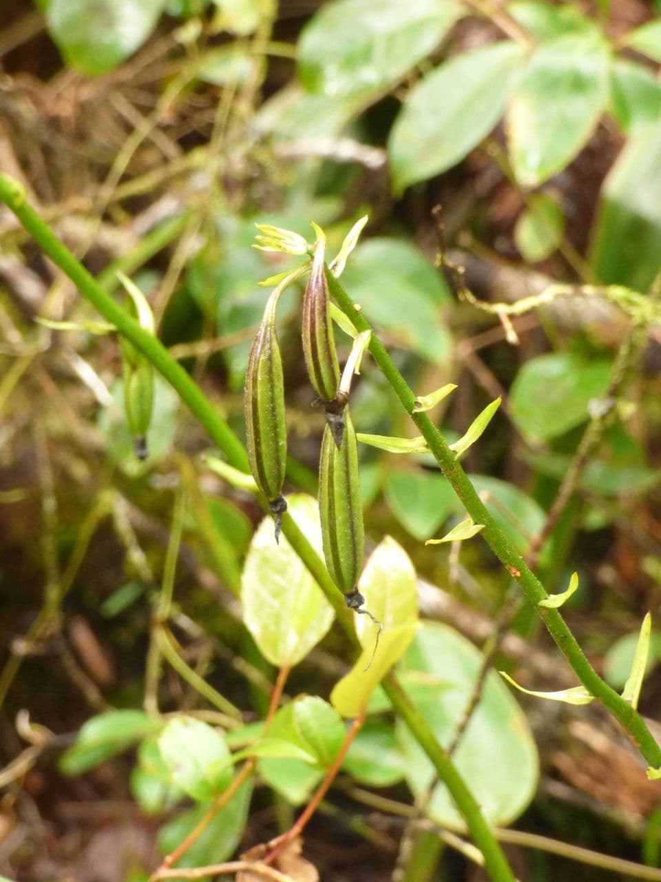 Calanthe silvatica 4