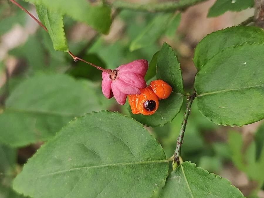 Euonymus 2