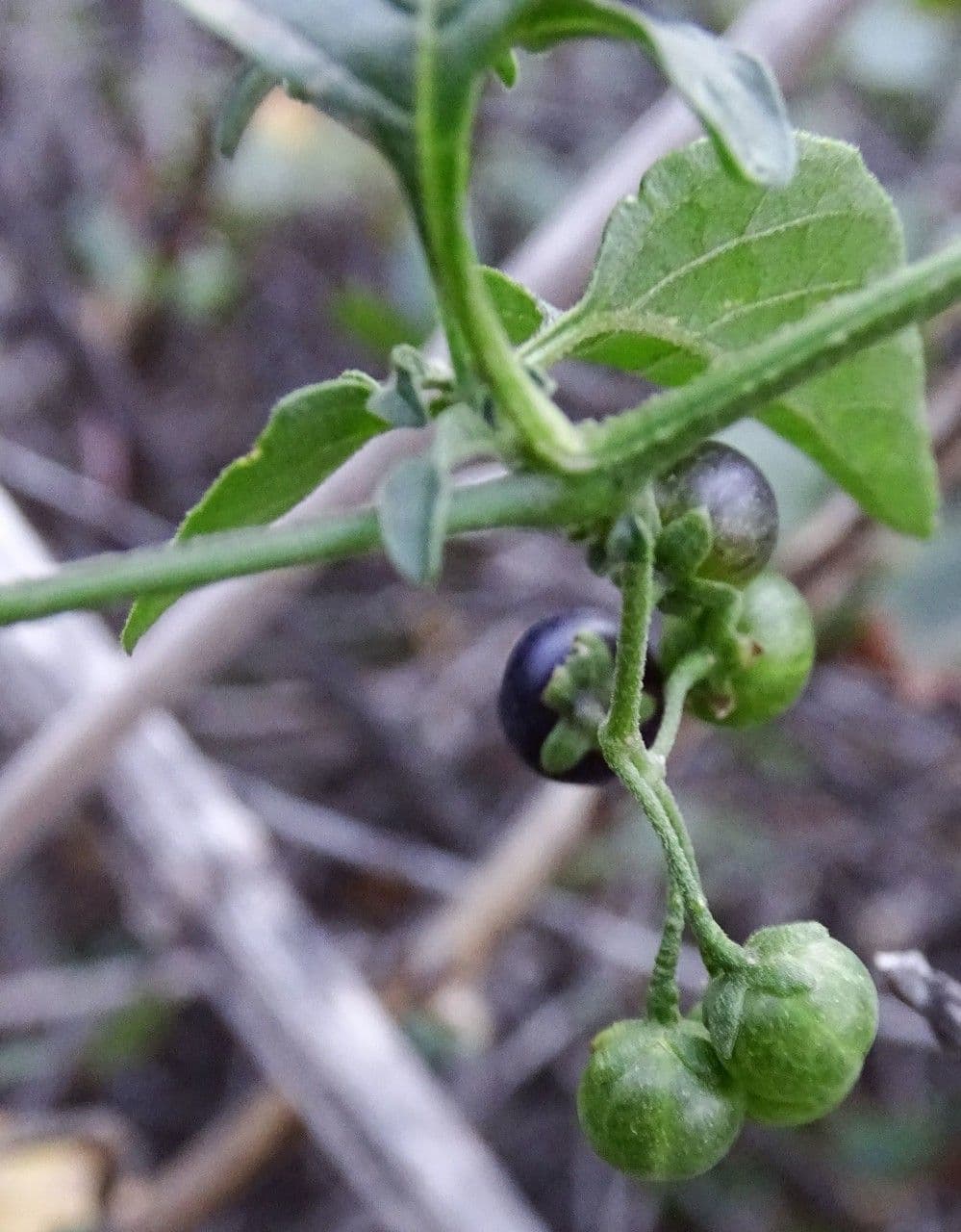 Solanum douglasii 9