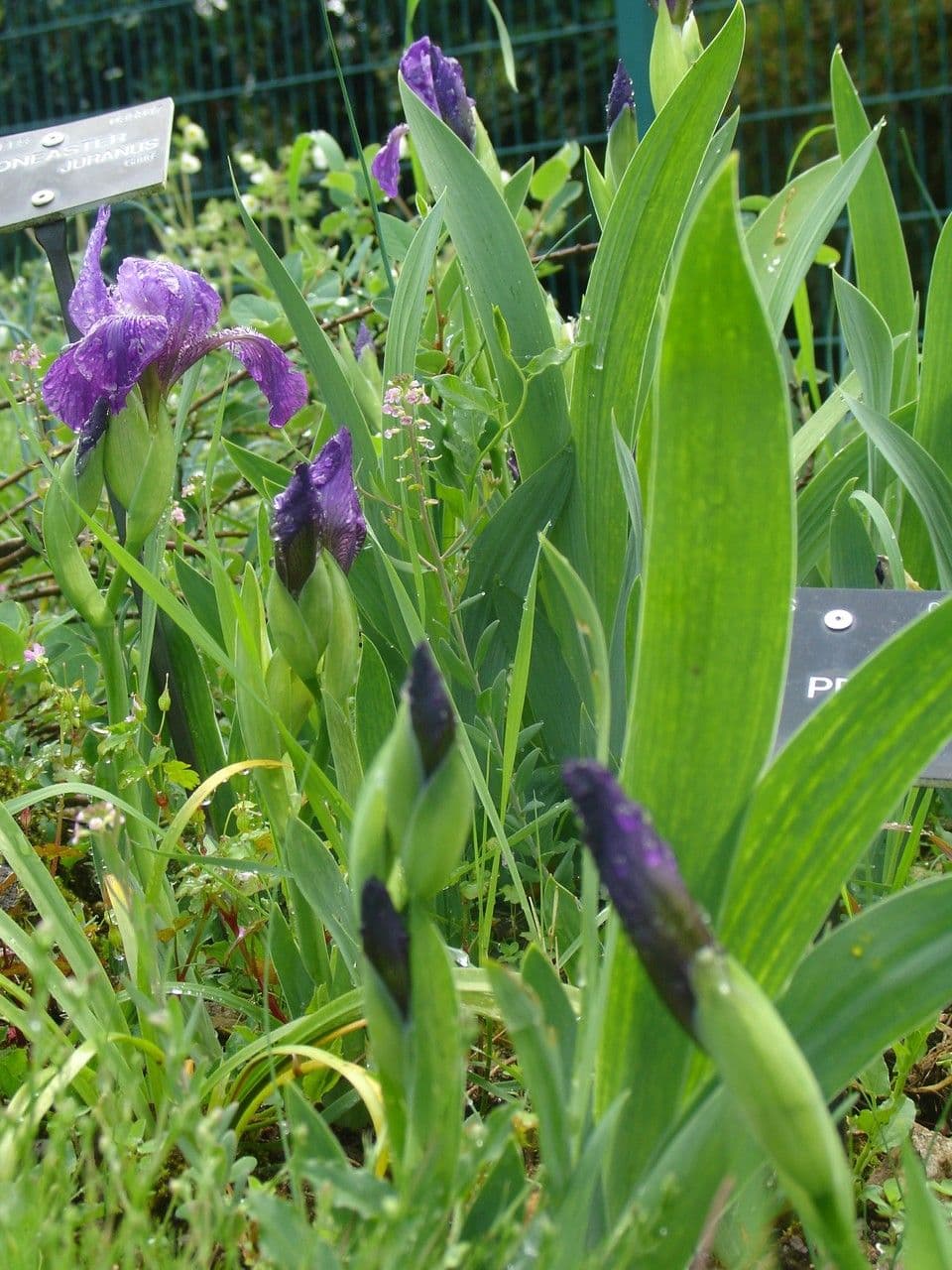 Iris de Perrier 9