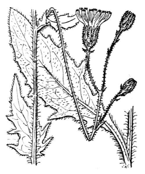 Rauhbeere