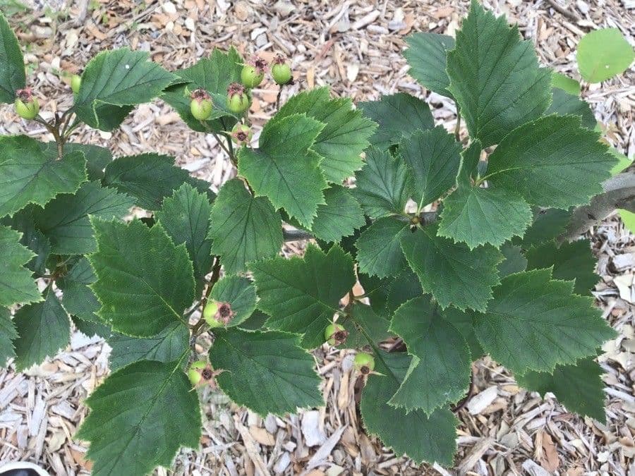 Biancospino calpodendron 3