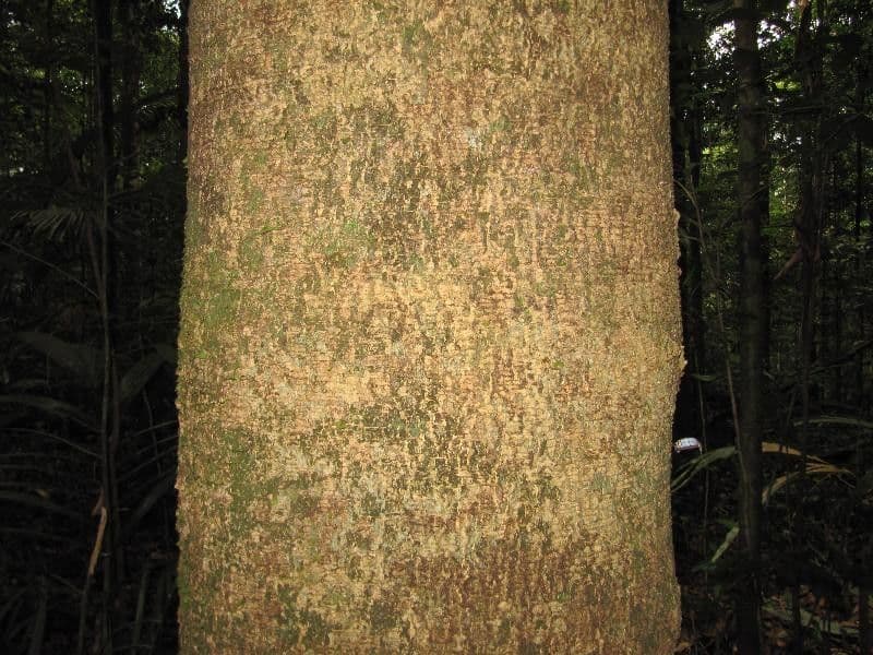 Enterolobium 5