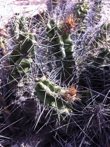 Cactus a cinque lobi 8