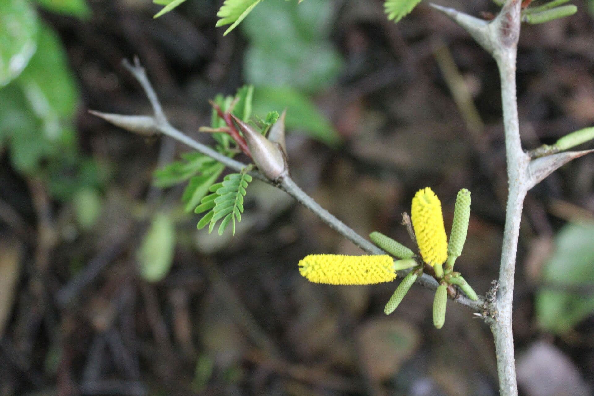 Vachelia Collinsova 12