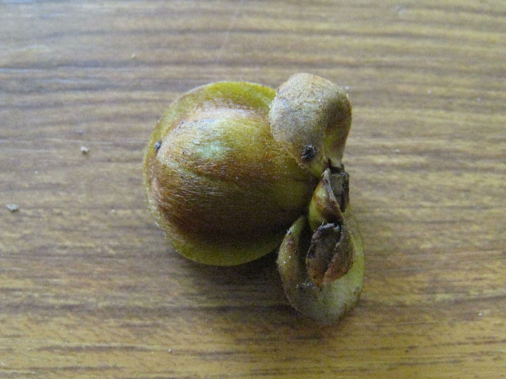 Davilla 3