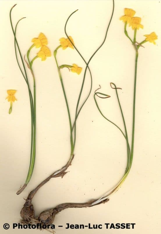 Narciso 9