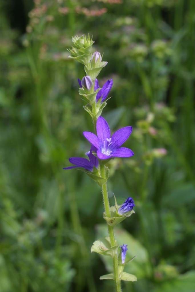 Triodanis przerosła 7