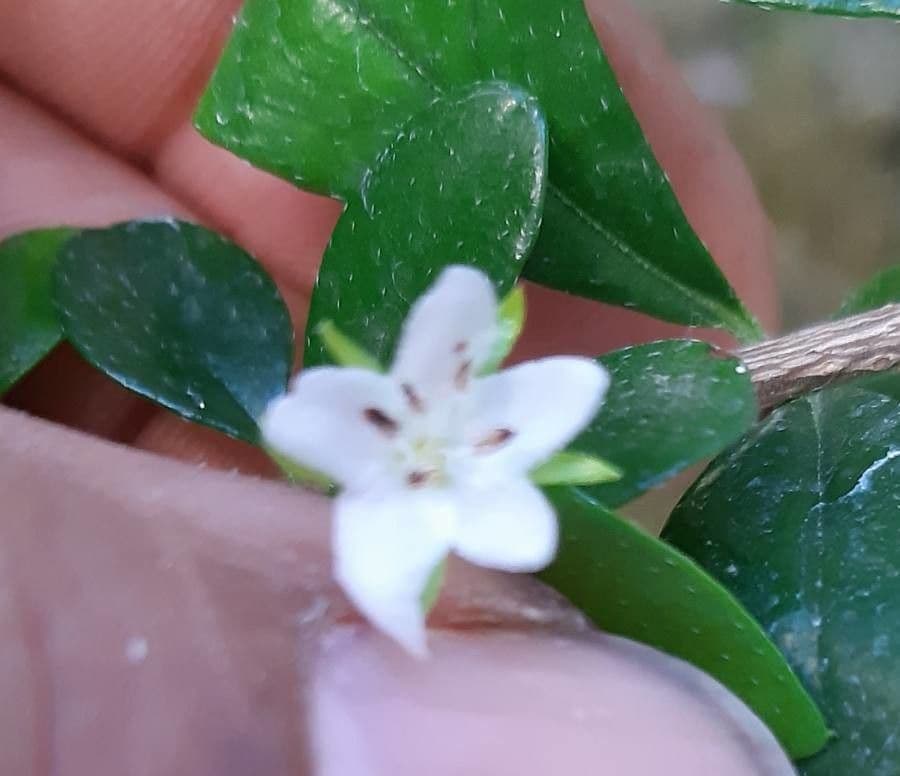 Randia Aculeata 6