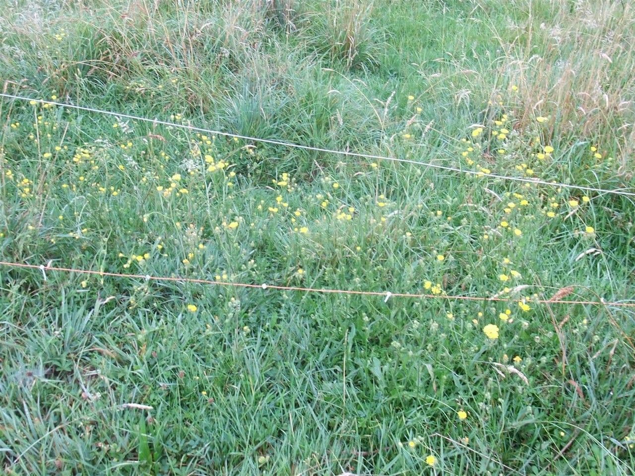 Radicchiella setolosa 11