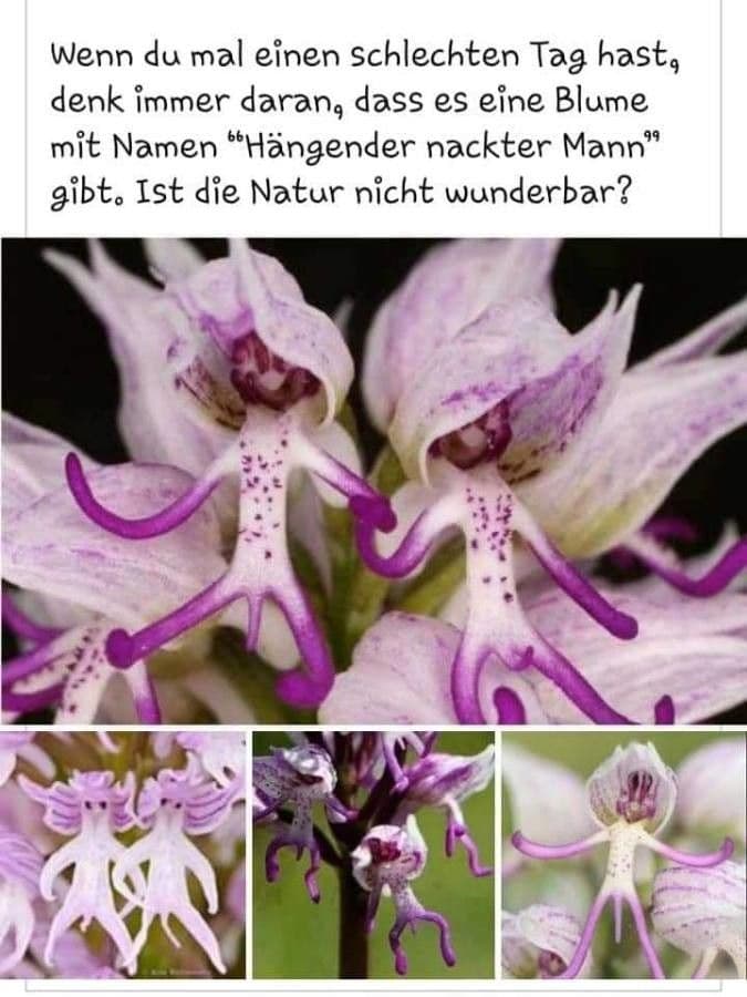 Orchide scimmia 23