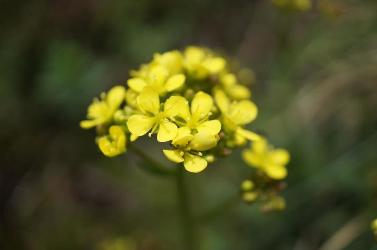 Biscutella arvernensis 4