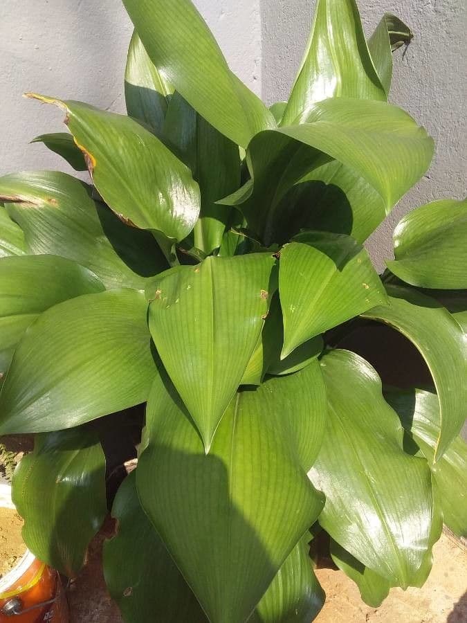 Schusterpalme