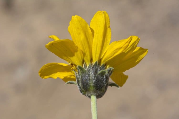 Balsamwurzel 5