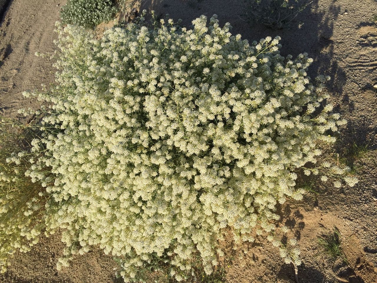 Lepidium fremontii 18