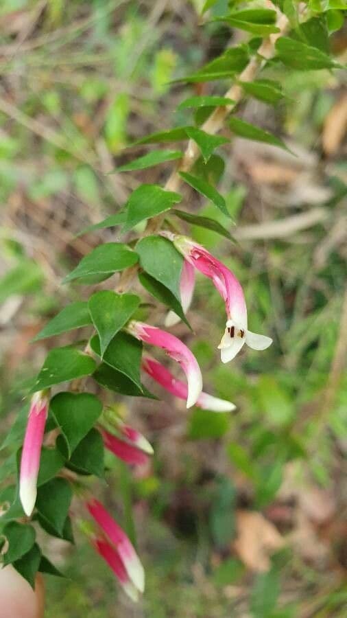 Fuchsienheide 5
