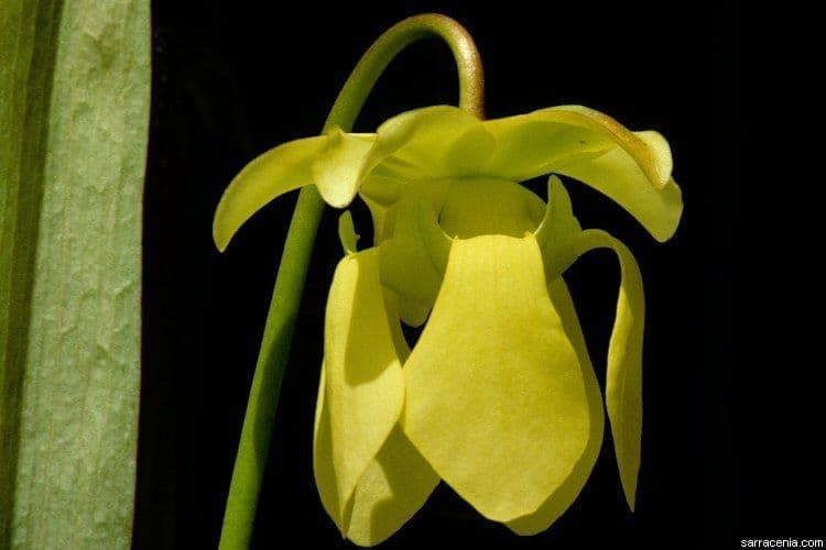 Sarracenia minore 4