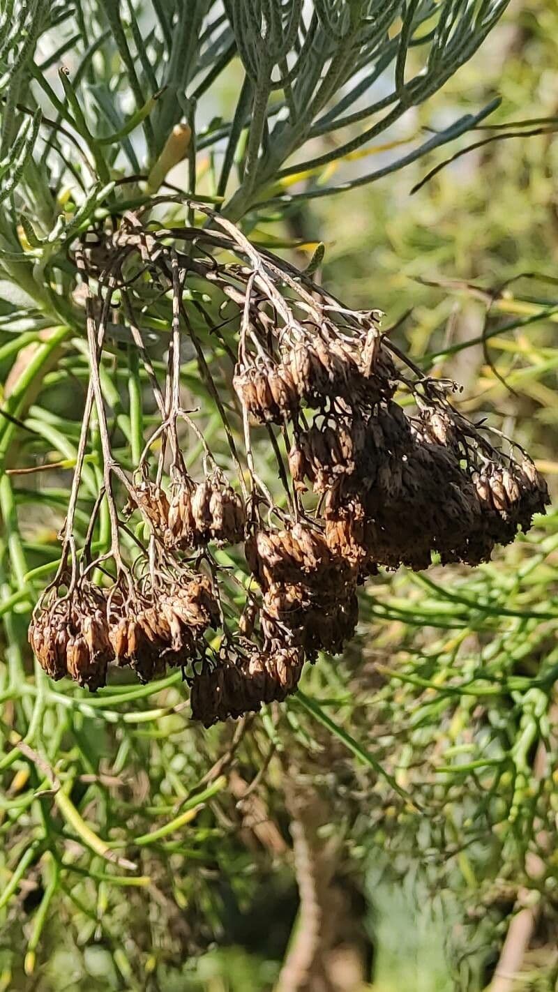 Athanasia crithmifolia