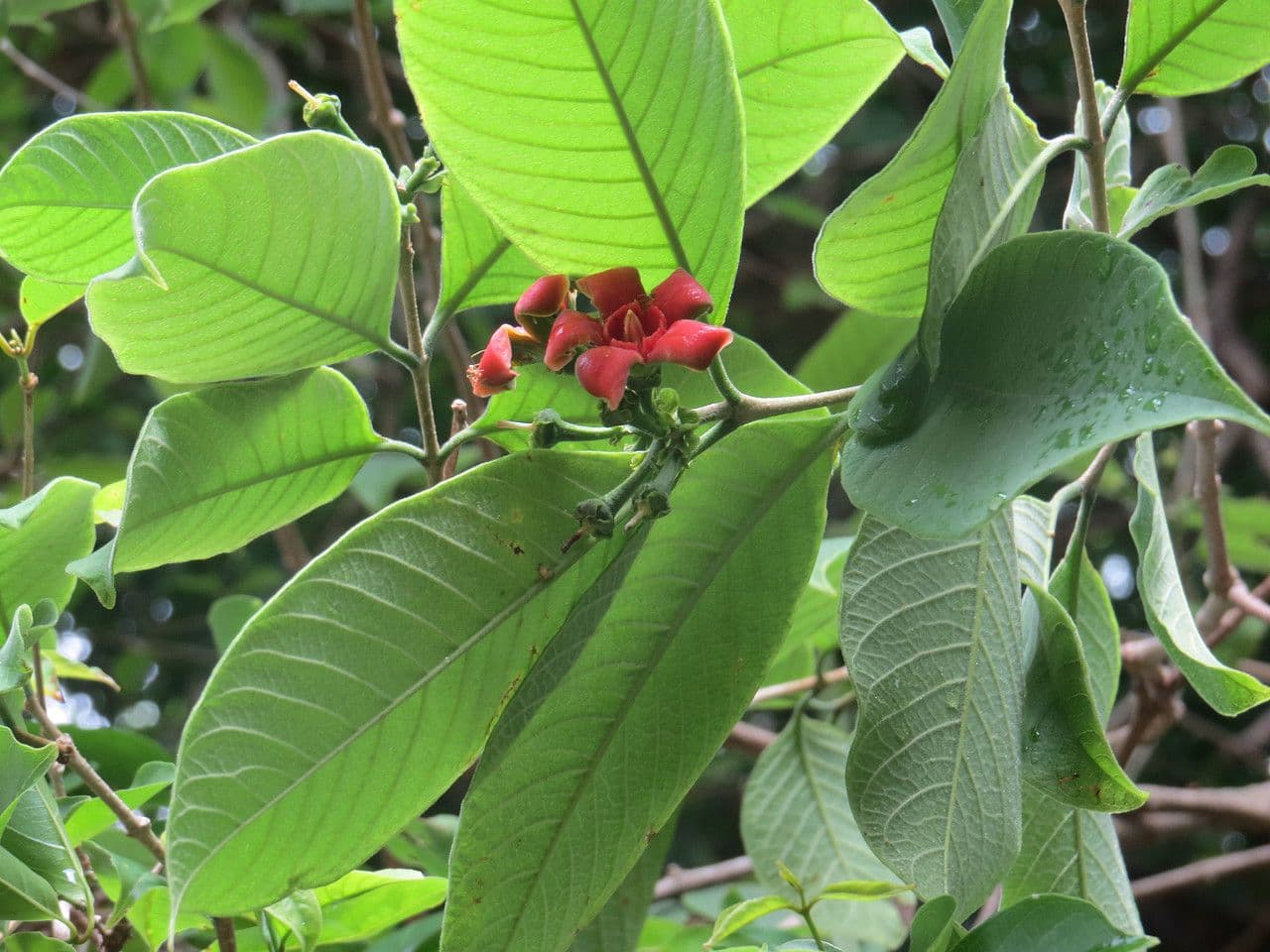 Wrightia