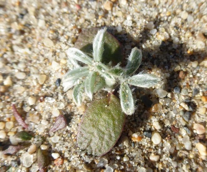 Chamisso-Lupine 5
