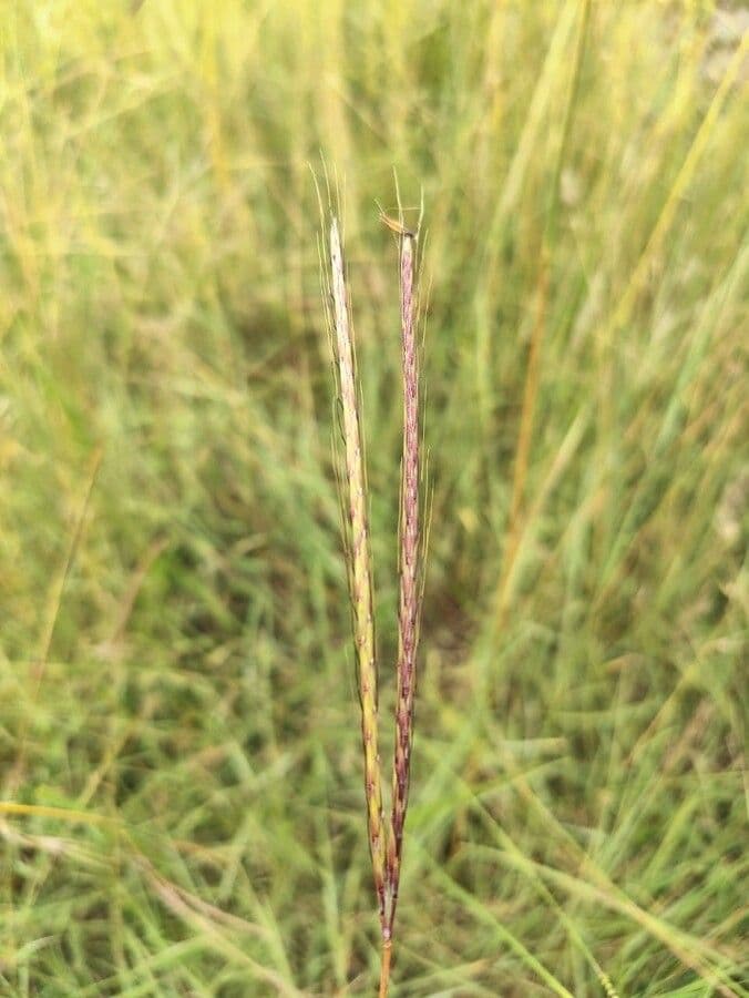Andropogon