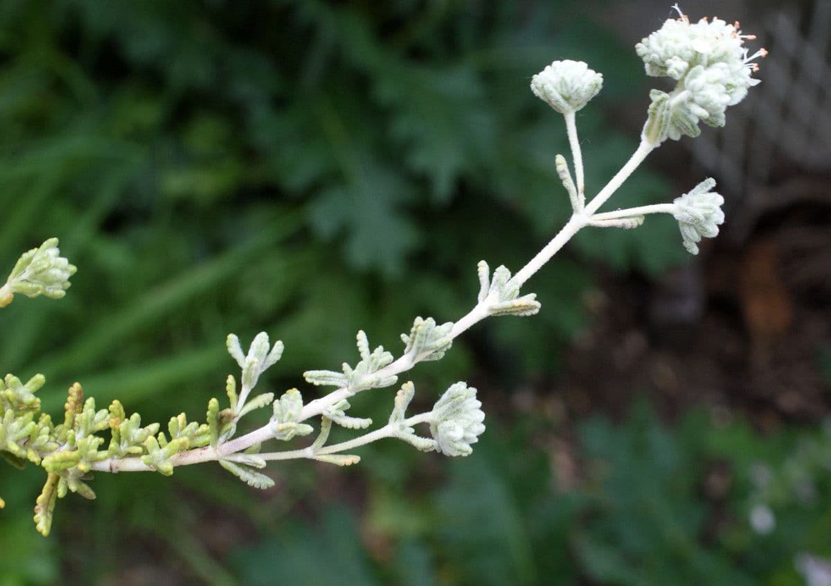 Teucrium 8