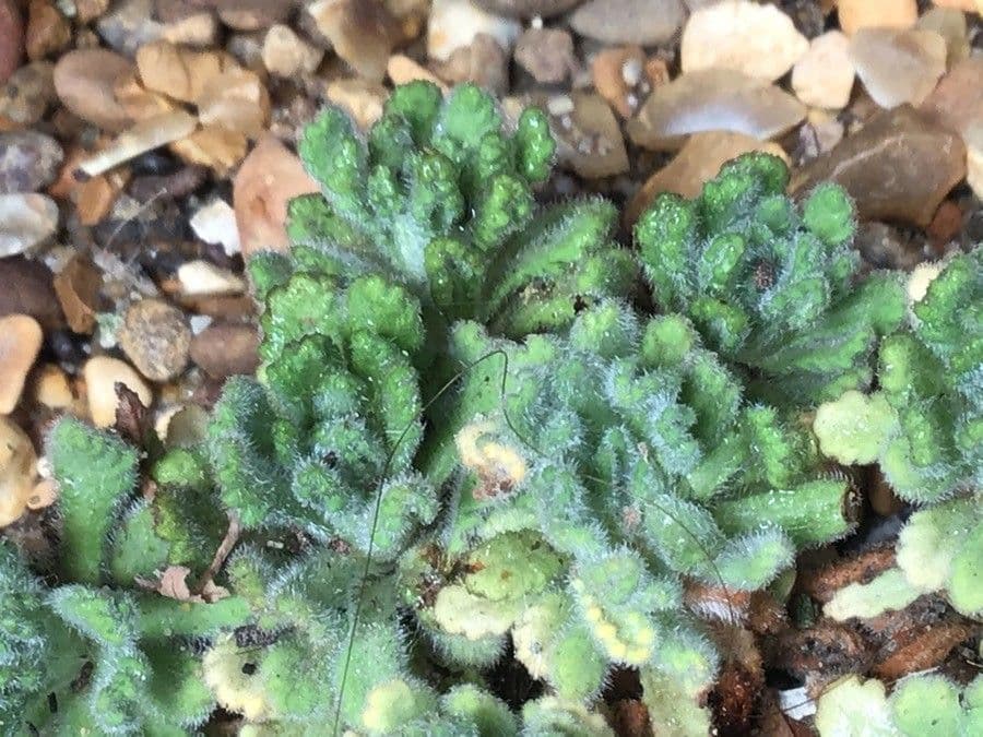 Dionysia 3