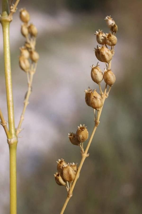 Silene 8