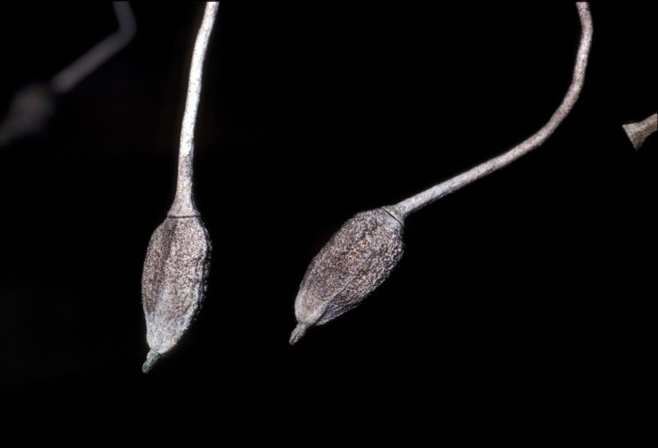 Sparattanthelium 3