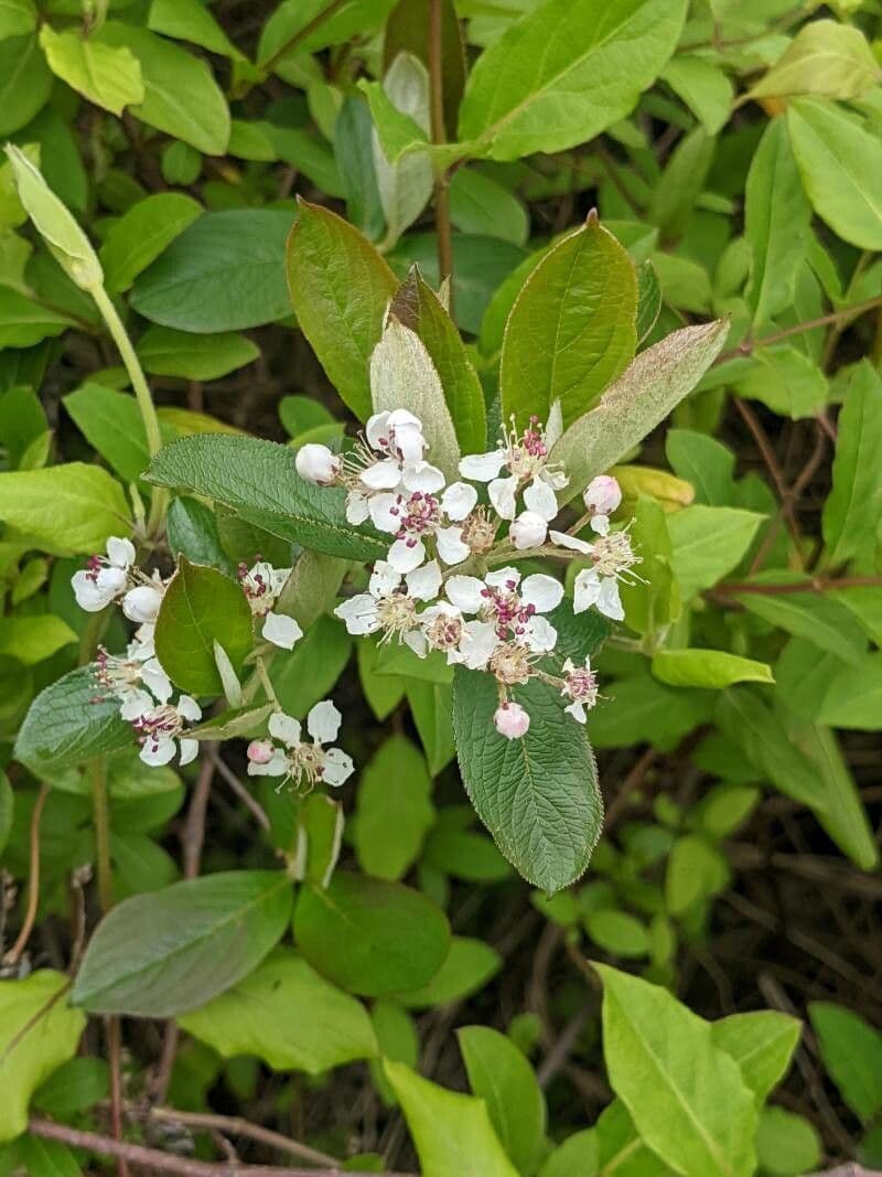 Aronia rossa 9