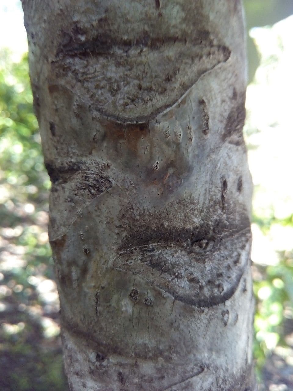 Polyscias 23