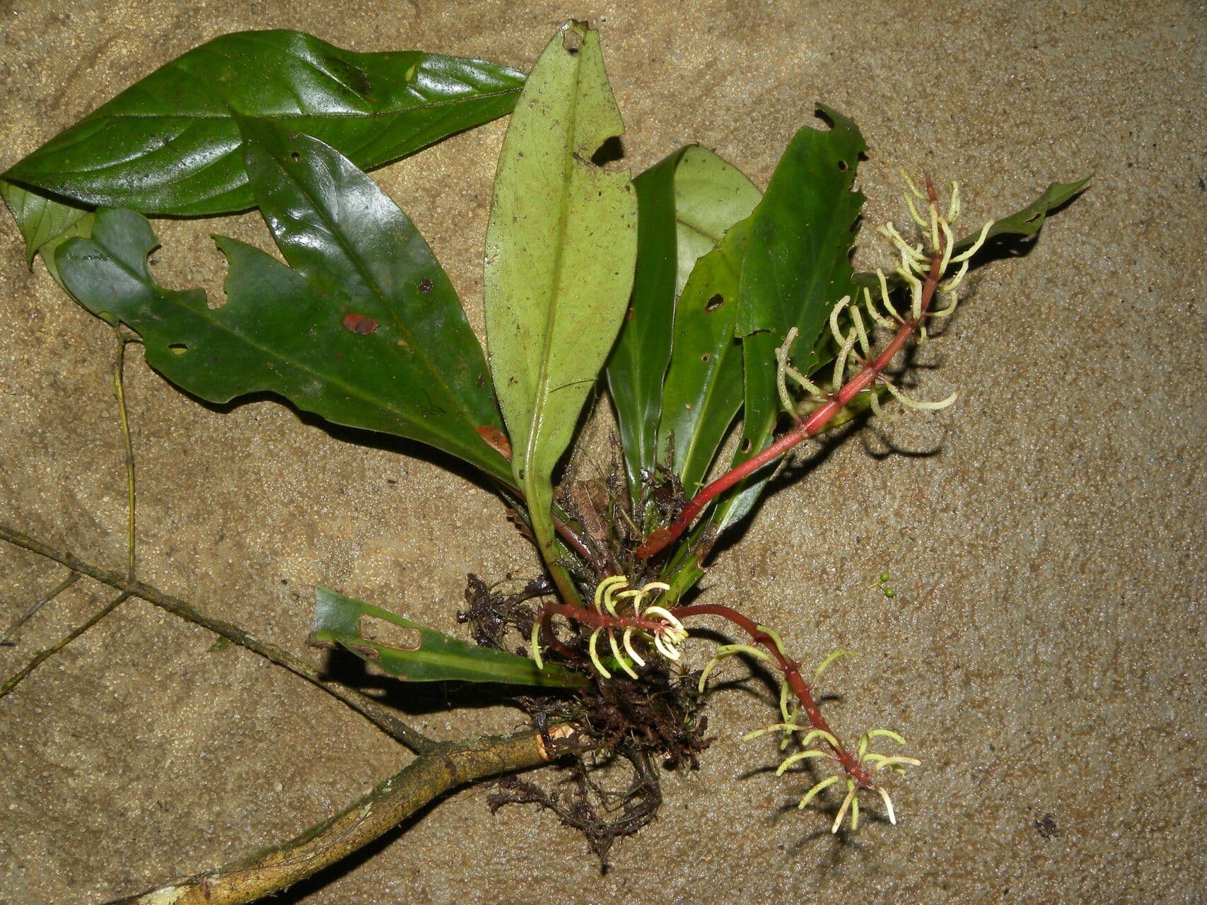 Peperomia 9