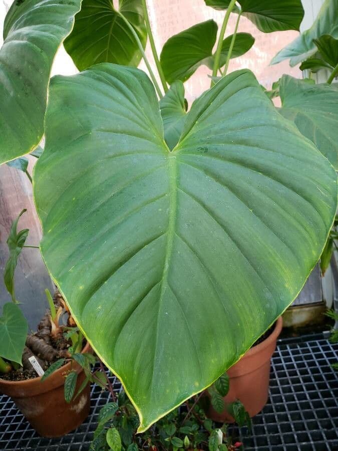 Homalomena 4