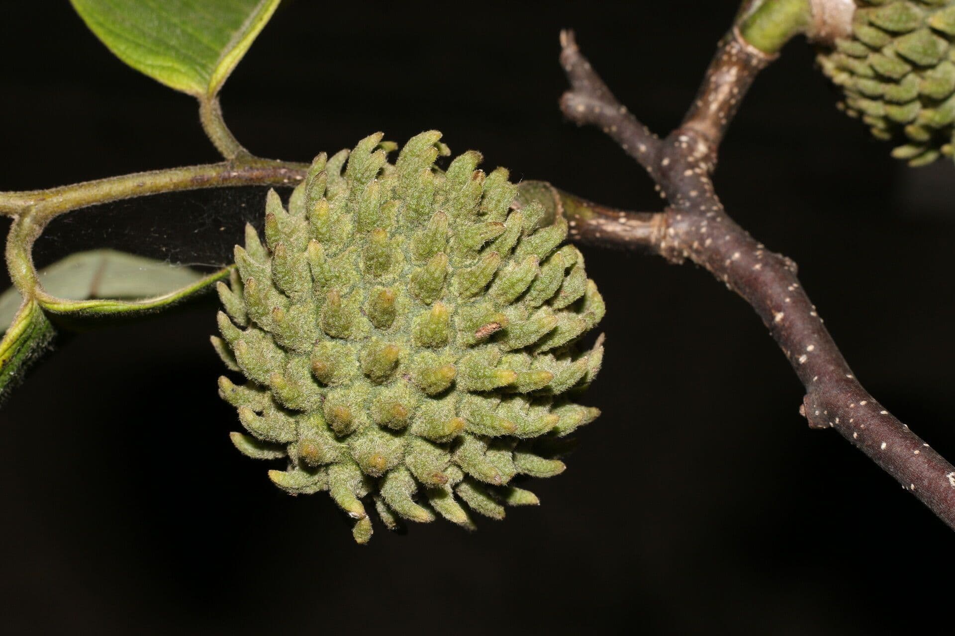 Rzah 4
