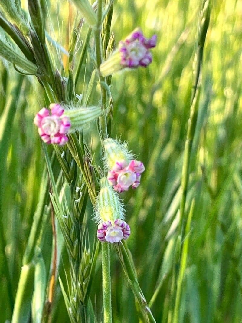 Silene bellidifolia 5
