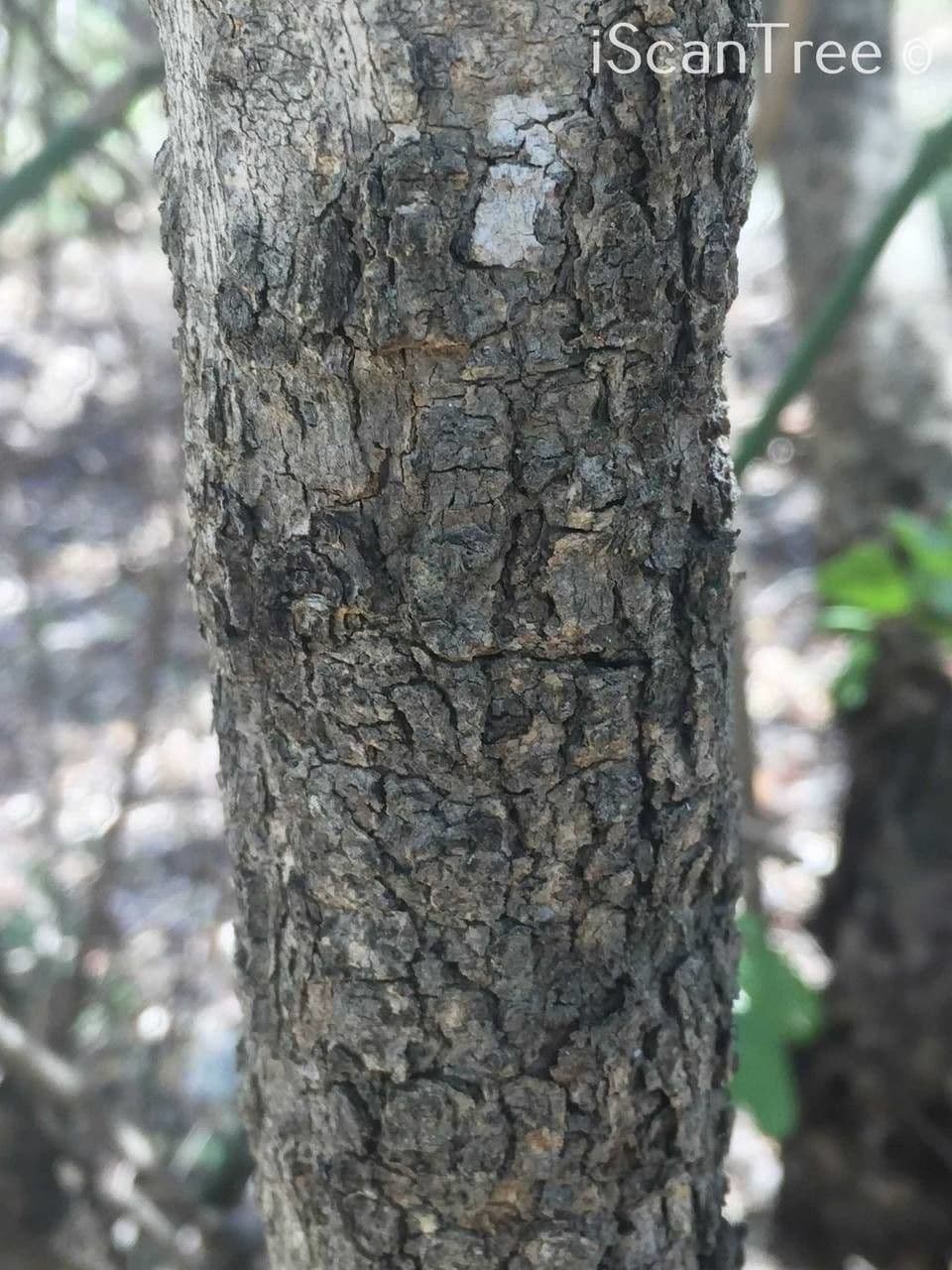 Kombretum 20